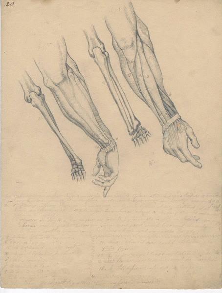 Dessin d'anatomie ; Etudes de bras droit_1