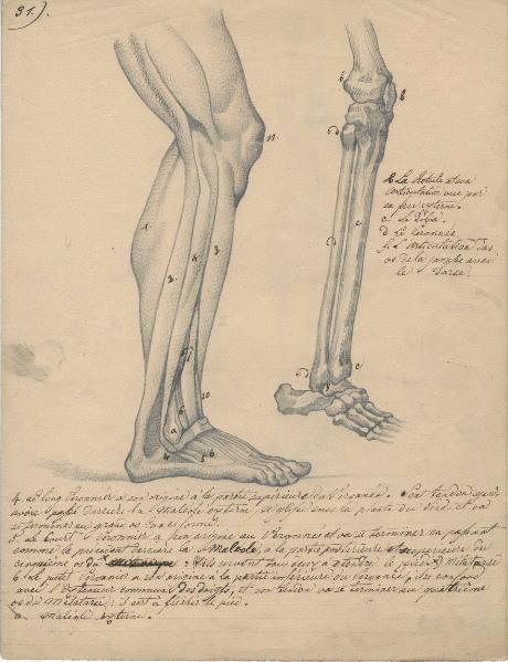 Dessin d'anatomie ; Etudes de jambe droite_0