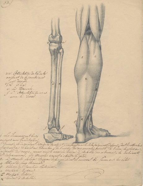 Dessin d'anatomie ; Etudes de jambe droite_1