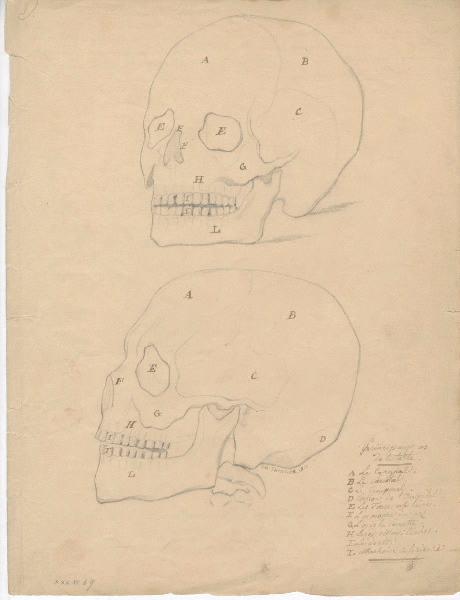 Dessin d'anatomie ; Crâne_0