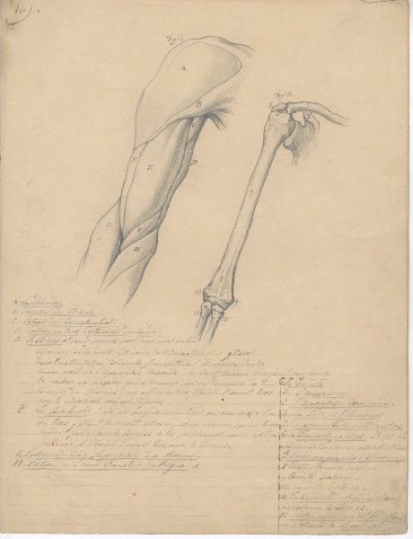 Dessin d'anatomie ; Etudes de bras droit_0