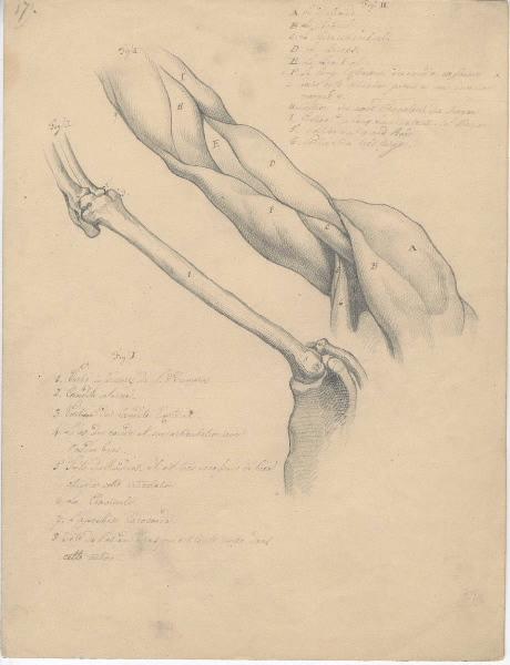 Dessin d'anatomie ; Etudes de bras droit_1