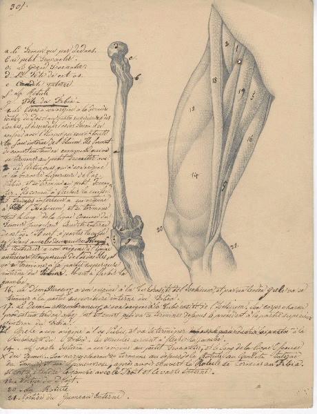 Dessin d'anatomie ; Etudes de jambe droite_0