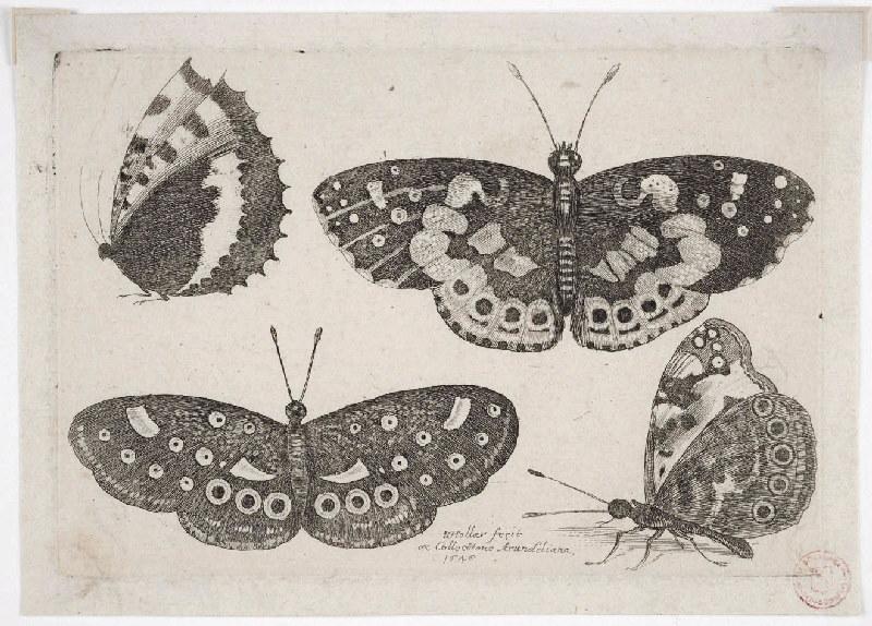 Muscarum scarabeorum (10), Wenzel Hollar, 1646