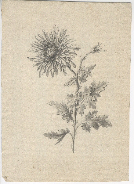 Fleur ; Croquis ; Dessin d'orfèvrerie_0