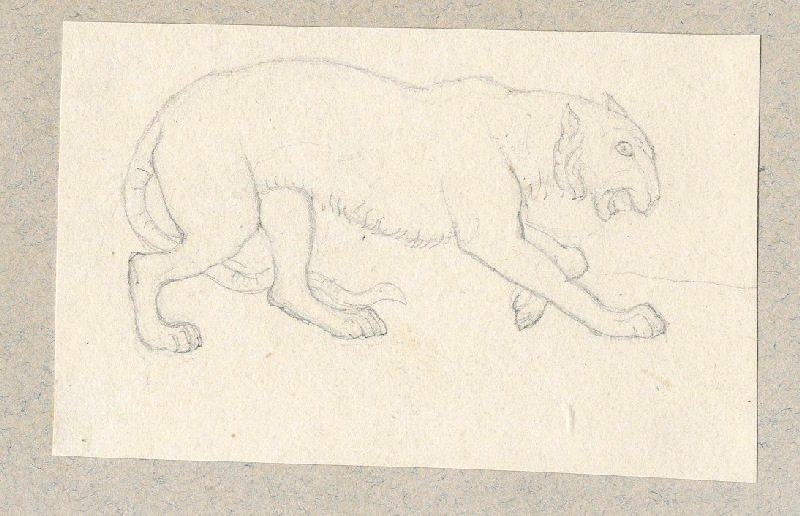 Tigre ; Dessin d'orfèvrerie ; Album de dessins d'orfèvrerie_0