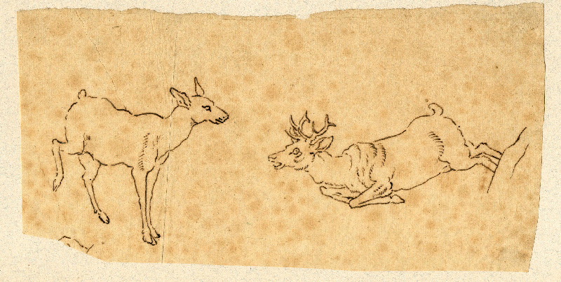 Biche et cerf ; Dessin d'orfèvrerie_0