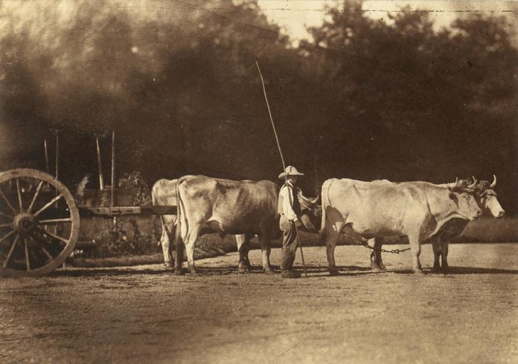 Attelage à quatre boeufs avec son bouvier_0