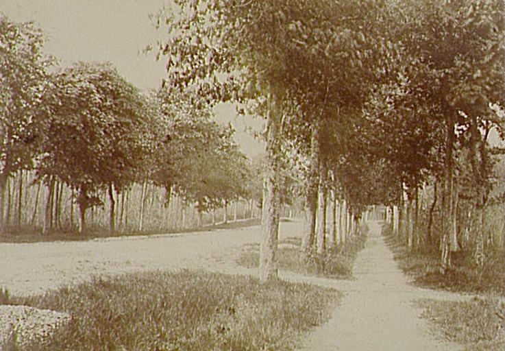 Allées bordées d'arbres_0