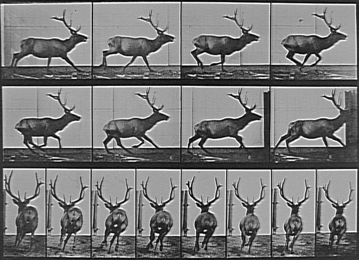 Animal Locomotion, Plate. 695_0