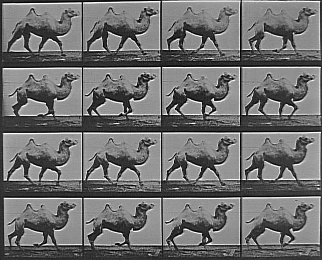 Animal Locomotion, Plate. 738_0