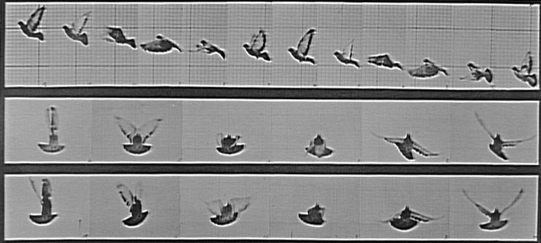 Animal Locomotion, Plate. 755_0