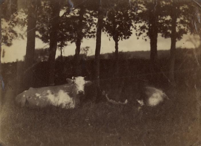 Deux vaches couchées dans un pré, Louis Rémy Robert, 1855 vers