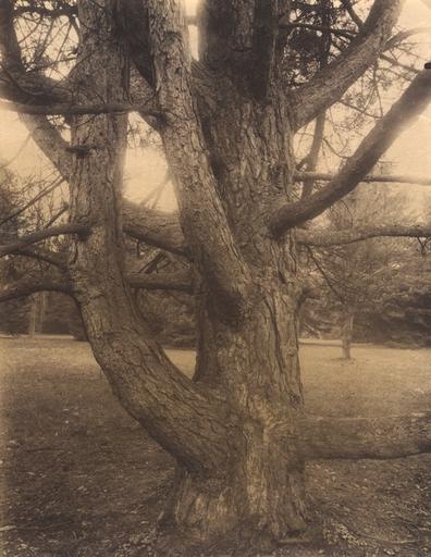 Versailles, le Trianon, pin sylvestre_0