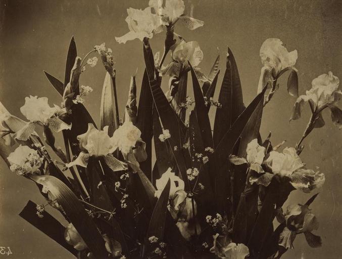 Bouquet d'Iris ; Fleurs photographiées (de la série)_0