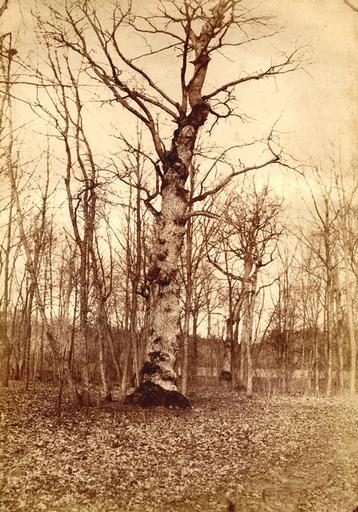 Etude d'arbre en hiver_0