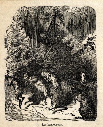 'Les kangourous', p. 16_0