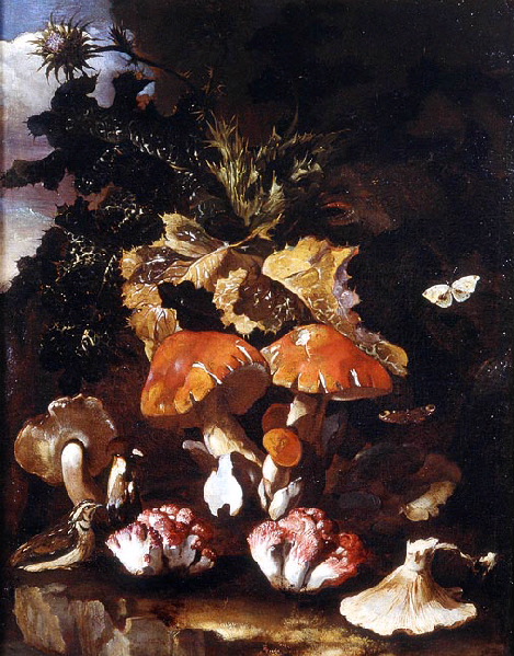 Sous-bois avec champignons_2
