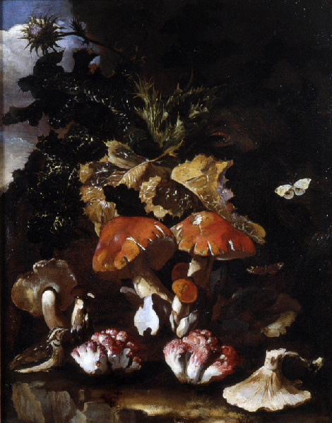 Sous-bois avec champignons_3