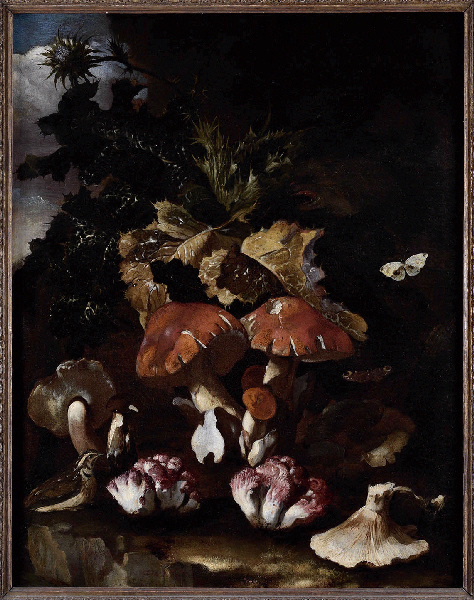 Sous-bois avec champignons_0