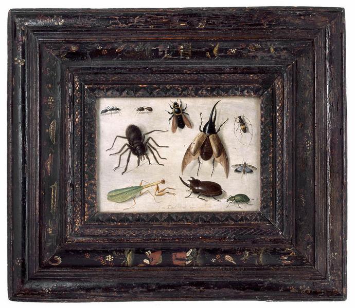 Insectes_0