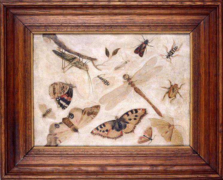 Insectes, Jan I van Kessel, 2e moitié 17e siècle
