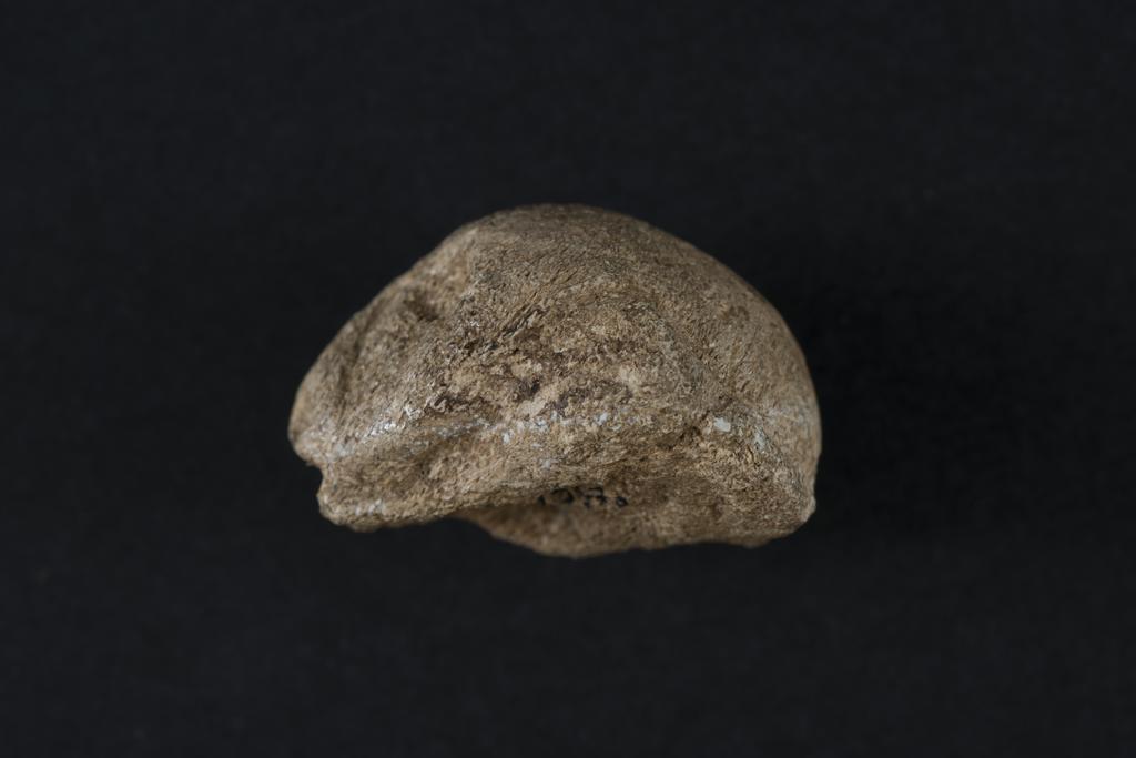 Anthropomorphe_4