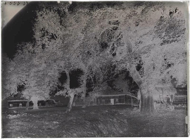 Vieille maison et ormeau - Janoutrac (Commensacq)_1