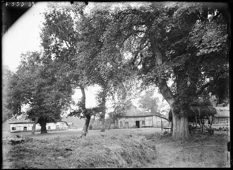 Vieille maison et ormeau - Janoutrac (Commensacq)_0