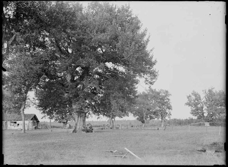 Airial vu du Sud - Baluhet (Escource) (il est inscrit 'ancien bourdiou' dans le registre d'inventaire)_0