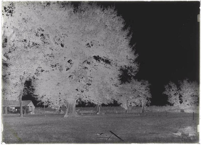 Airial vu du Sud - Baluhet (Escource) (il est inscrit 'ancien bourdiou' dans le registre d'inventaire)_1