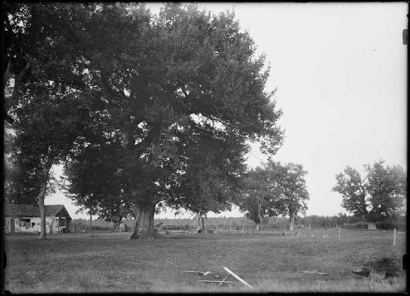 Airial vu du Sud - Baluhet (Escource) (il est inscrit 'ancien bourdiou' dans le registre d'inventaire)_0