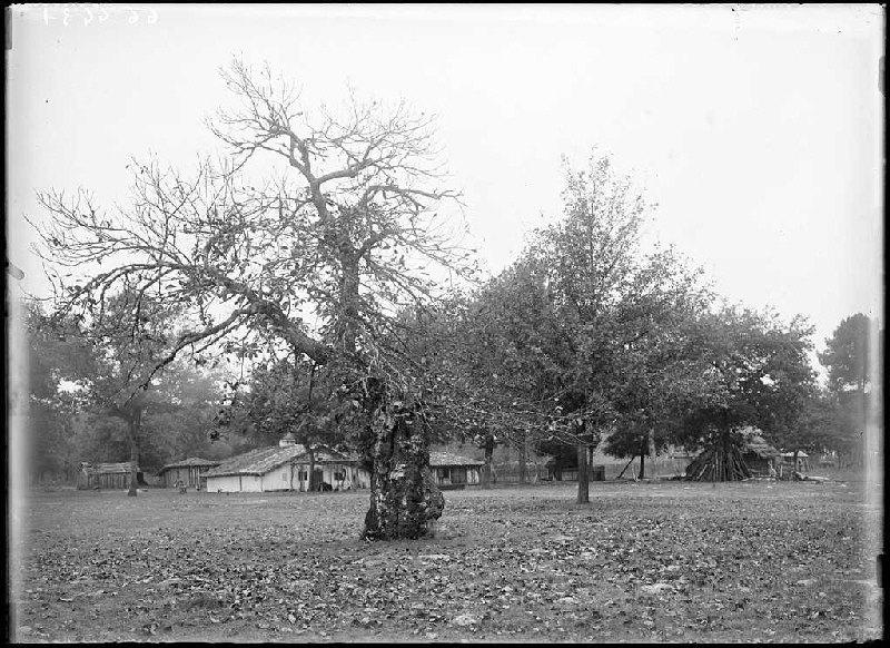 Maison et chataignier difforme - Ligautenx (Lüe) (Titre attribué)_0