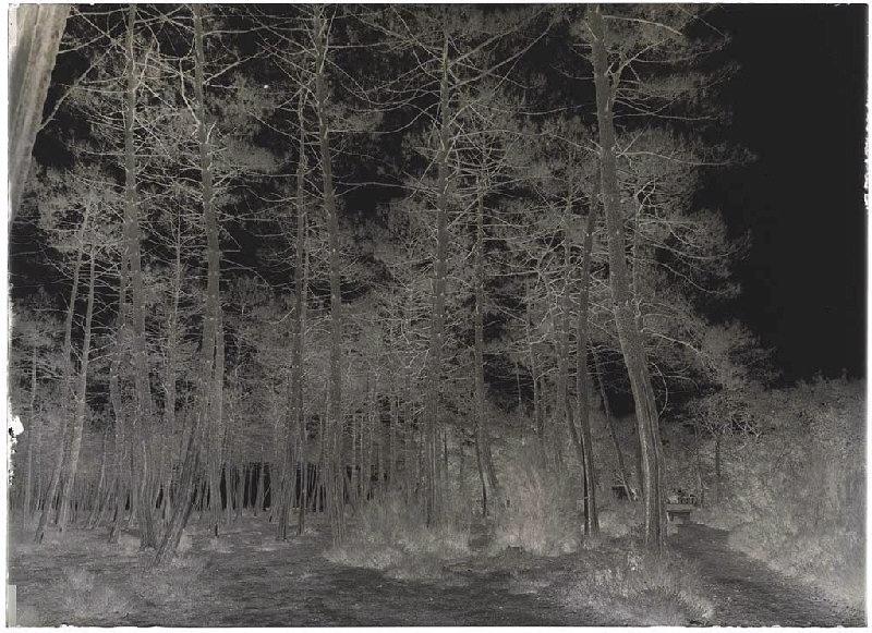 Le Blasiot - Cornalis (Morcenx) (Titre attribué)_1