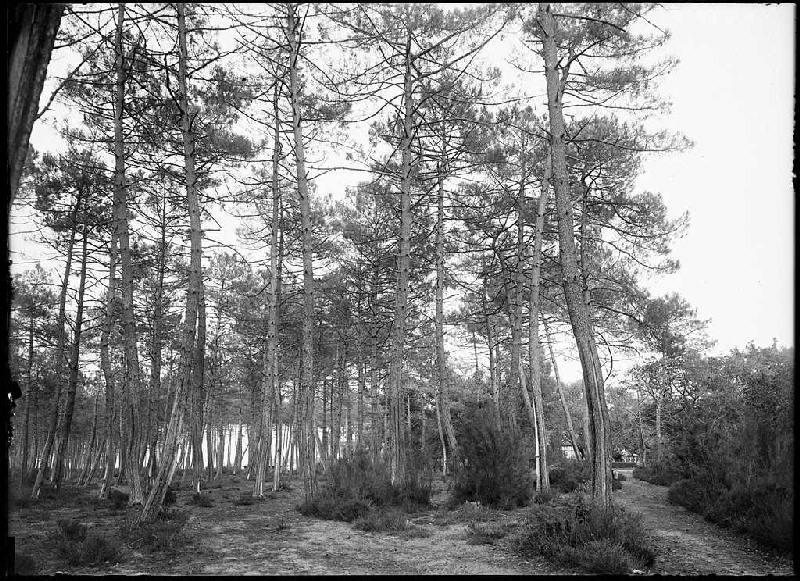 Le Blasiot - Cornalis (Morcenx) (Titre attribué)_0