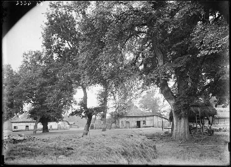 Vieille maison et ormeau - Janoutrac (Commensacq)_0