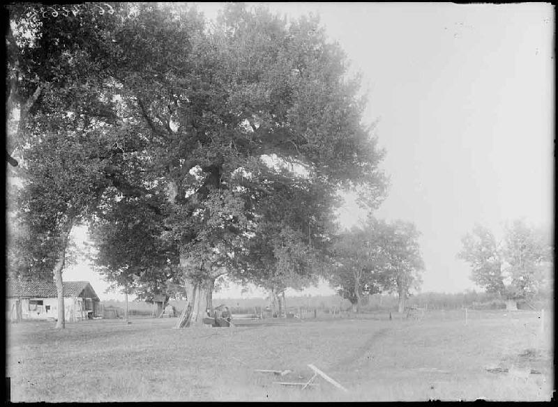 Airial vu du Sud - Baluhet (Escource) (il est inscrit 'ancien bourdiou' dans le registre d'inventaire)_0