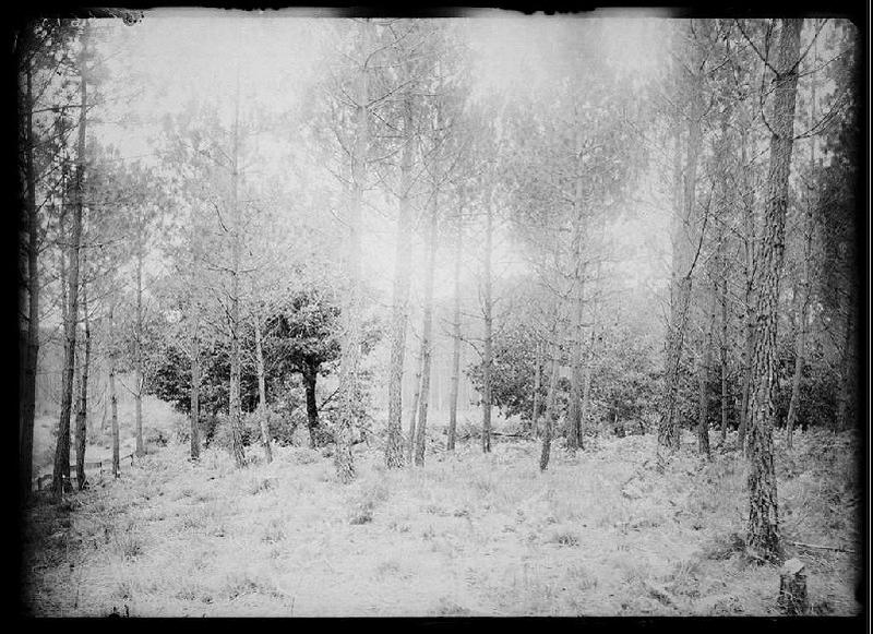 Vue sur la forêt - Harioou (?) (Ychoux) (Titre attribué)_0