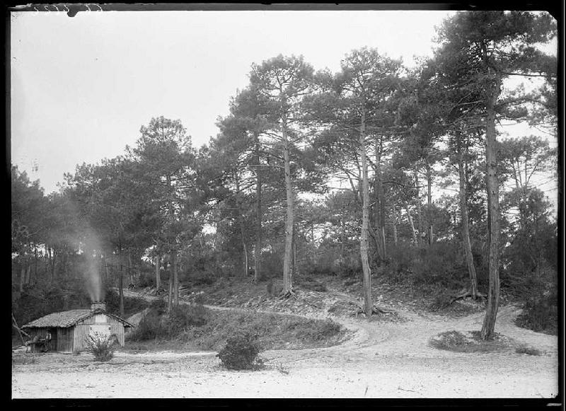 Abri de charbonnier dans les pins (?) - Bourricos (Pontenx) (Titre attribué)_0