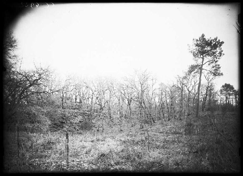Motte du château - Laharie (Landes) (Titre attribué)_0