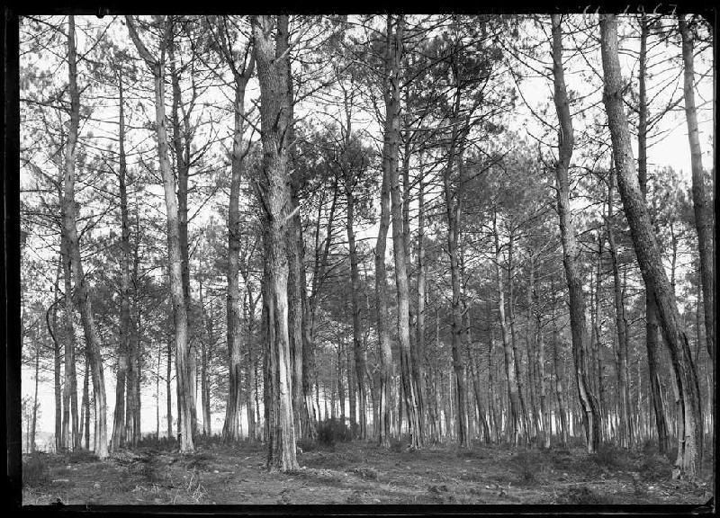 La Bruze (avec Camille) - Commensacq (Landes) (Titre attribué)_0