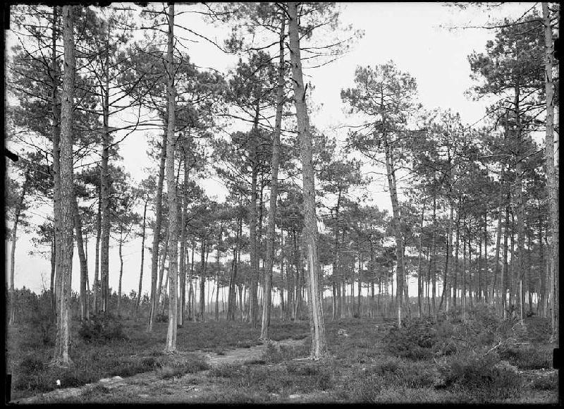 Pins gemmés - Guidenson (Commensacq) (Titre attribué)_0