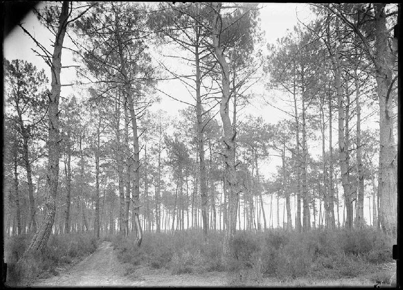 Sègue Pouchiou - Commensacq (Landes) (Titre attribué)_0