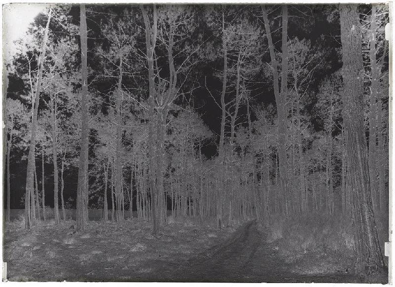 Sègue Pouchiou - Commensacq (Landes) (Titre attribué)_1