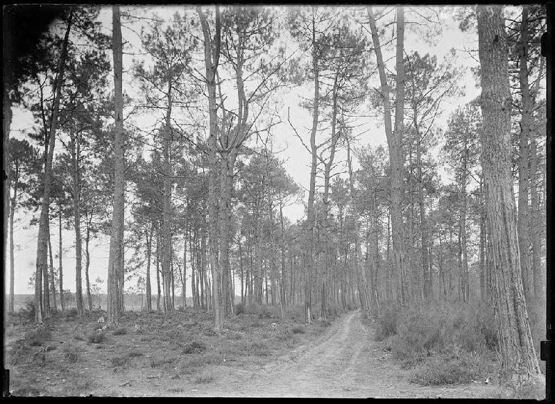 Sègue Pouchiou - Commensacq (Landes) (Titre attribué)_0