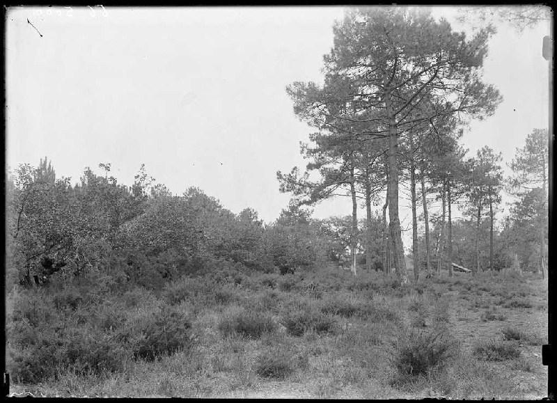 Ancien campot des Liones et 'Lous Pins dou journ dous morts' - Courgeyre du Pariot (Labouheyre) (Titre attribué)_0