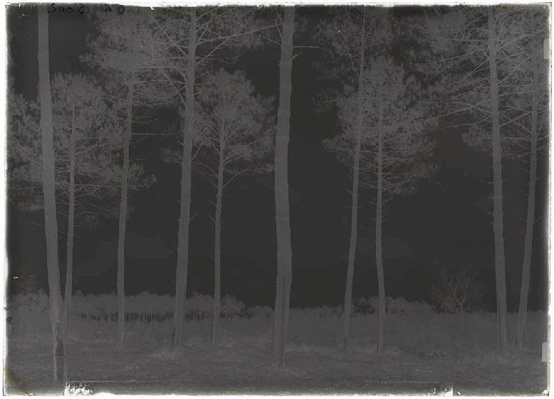 Pins Maur Bacon - Labouheyre (Landes) (Titre attribué)_1