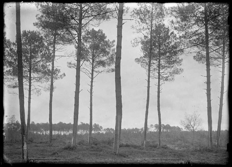 Pins Maur Bacon - Labouheyre (Landes) (Titre attribué)_0
