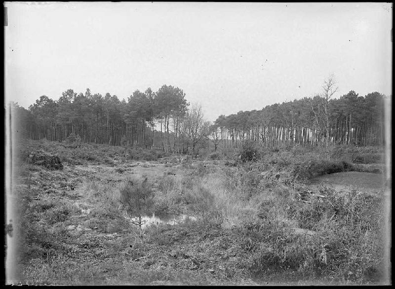Ancienne 'gourgue' - La Mouloque (Labouheyre) (Titre attribué)_0