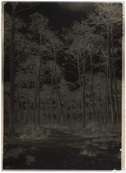 Pins - Lüe (Landes) (Titre attribué), Félix Arnaudin, 1884-1920